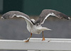 juvenile LBBG in October, ringed in Norway. (131273 bytes)